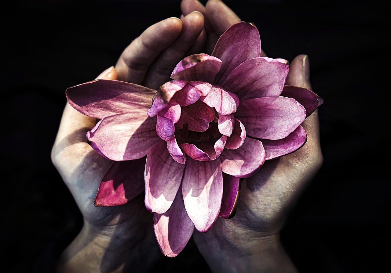 fleur de lotus